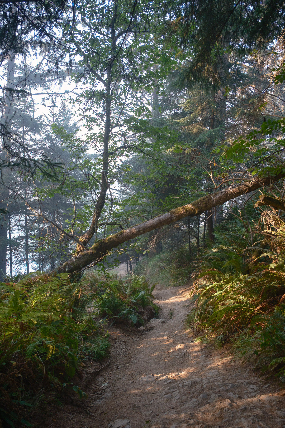 Pacific Northwest Road Trip photo titled Pacific Coast 25
